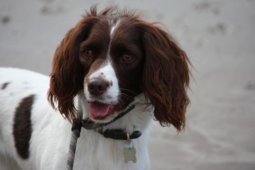 Very cute liver and white working english springer spaniel pet gundog