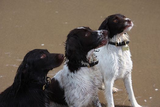 Three working spaniel pet gundogs sat together