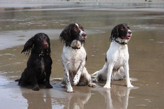 Three working spaniel pet gundogs sat together