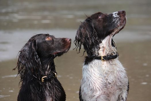 Working type English springer and cocker spaniels on a beach