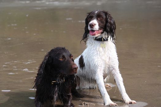Working type English springer and cocker spaniels on a beach