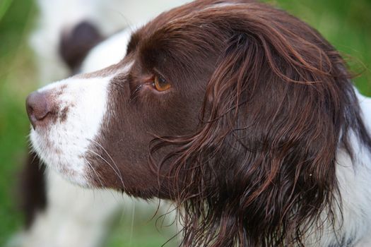 Very cute liver and white working english springer spaniel pet gundog