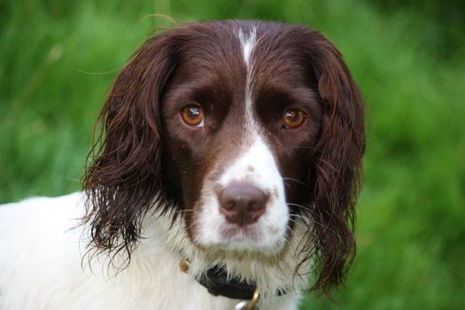 Very cute liver and white working english springer spaniel pet gundog