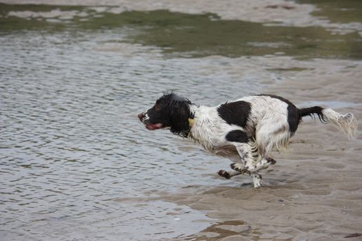 Very cute liver and white working english springer spaniel pet gundog running on a beach