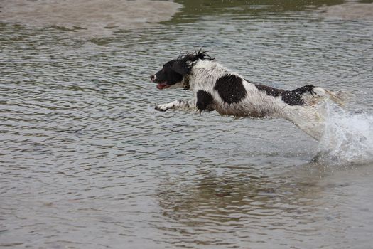 Very cute liver and white working english springer spaniel pet gundog running on a beach