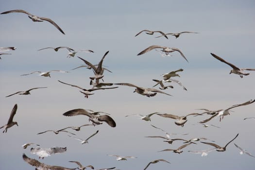 Lots of seagull birds flying off a beach