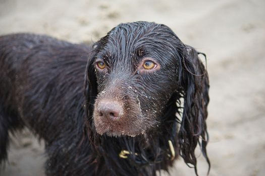 Handsome wet chocolate working type cocker spaniel puppy dog