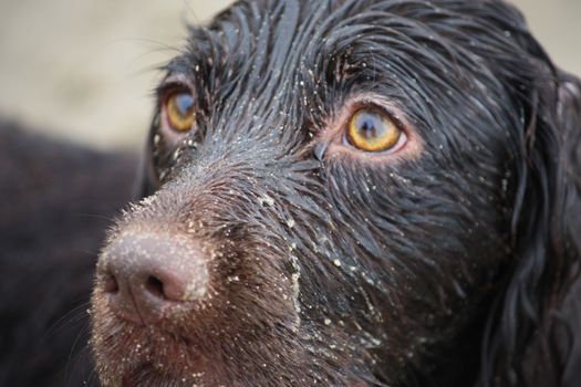 Handsome wet chocolate working type cocker spaniel puppy dog