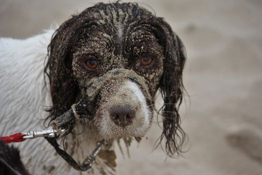 Very cute liver and white working english springer spaniel pet gundog