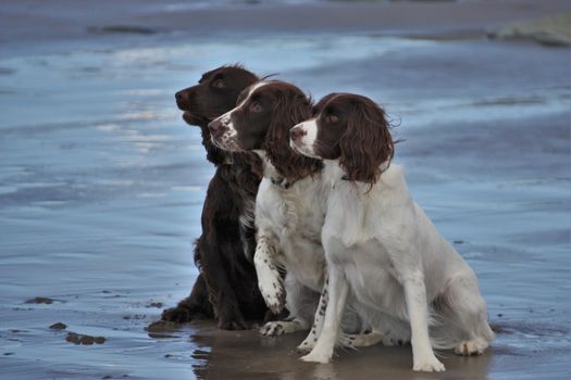 Three working spaniel pet gundogs sat together on a beach