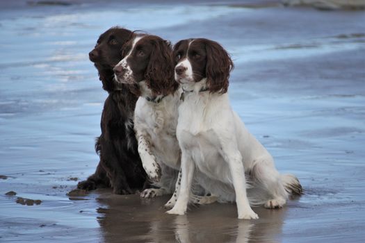 Three working spaniel pet gundogs sat together on a beach