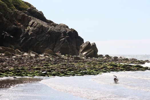 A dog on a beach stood in the sea