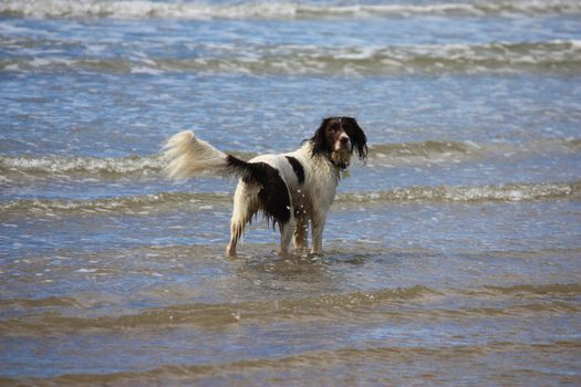 Very cute liver and white working english springer spaniel pet gundog