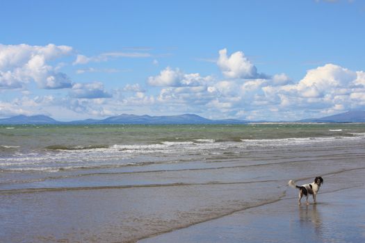 A dog on a beach stood in the sea