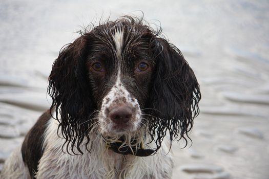 Very cute liver and white working english springer spaniel pet gundog