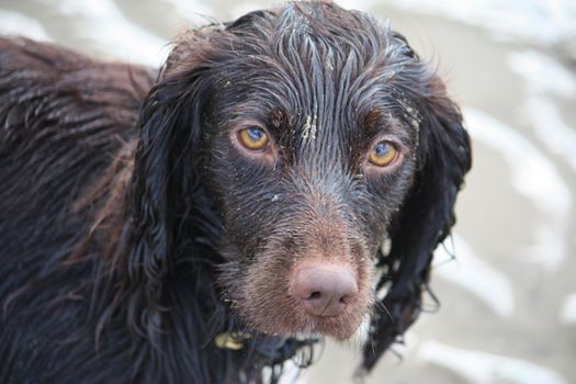 Handsome chocolate working type cocker spaniel puppy dog