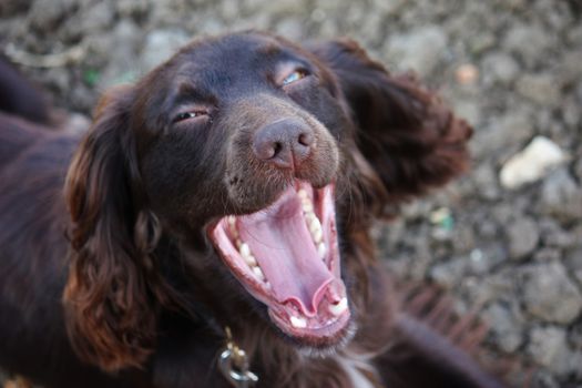 Handsome chocolate working type cocker spaniel puppy dog