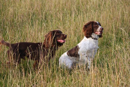 working spaniels in a field of grass