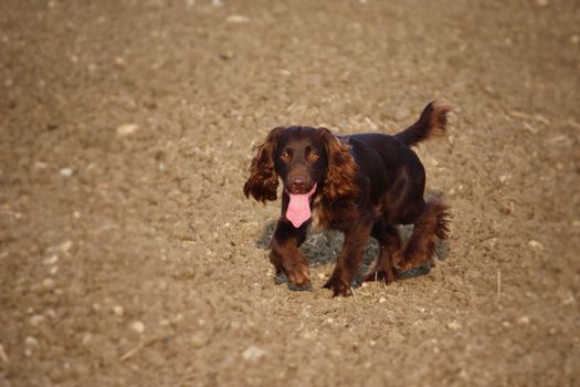 Handsome chocolate working type cocker spaniel puppy dog