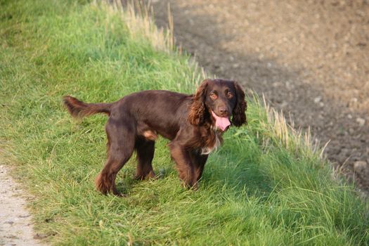 Handsome chocolate working type cocker spaniel puppy dog