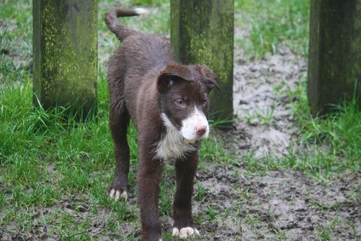 Cute red and white border collie puppy dog pet