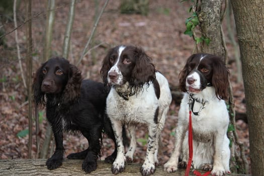 Three working spaniel pet gundogs sat together