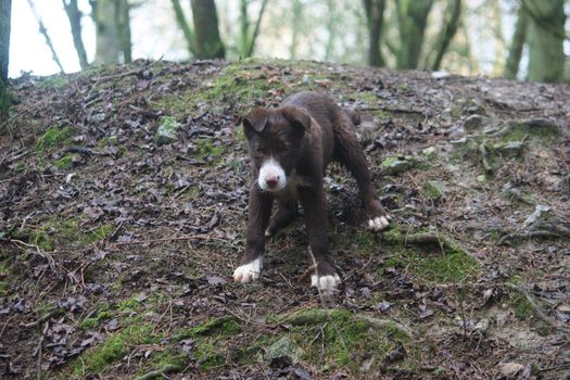 Cute red and white border collie puppy dog pet