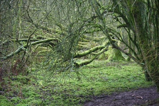 Trees in a forest