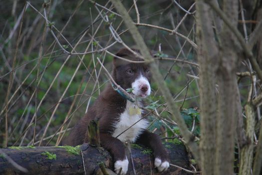 Cute red and white border collie puppy dog pet