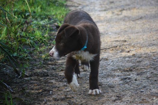 Cute red and white border collie puppy dog pet