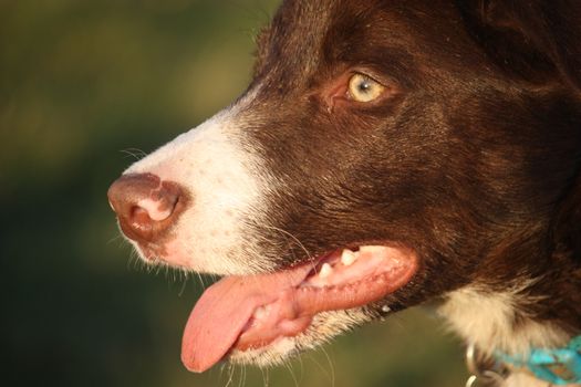 Cute red and white border collie puppy dog pet