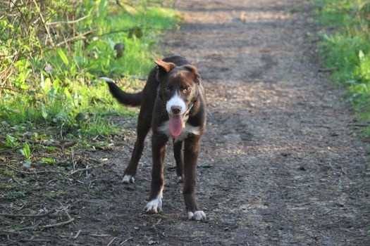 Cute red and white border collie puppy dog pet