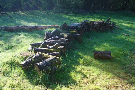 cut wooden logs on grassland