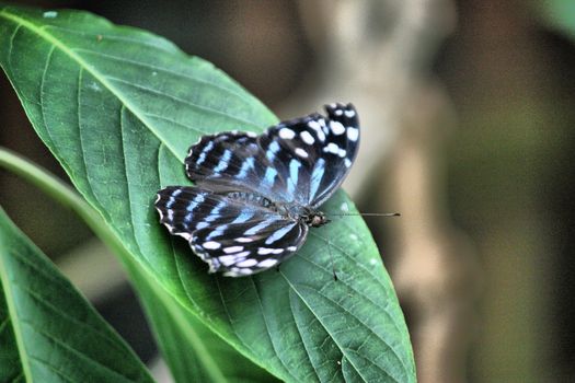 Beautiful pretty colourful butterfly with wings spread