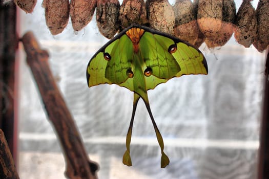 Beautiful pretty colourful butterfly with wings spread