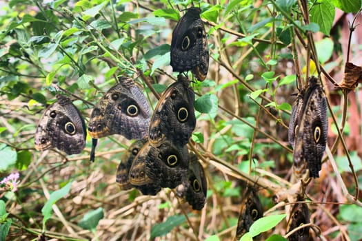 Beautiful pretty colourful butterfly with wings spread