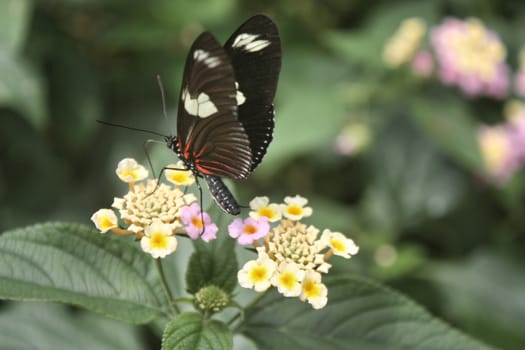 Beautiful pretty colourful butterfly with wings spread