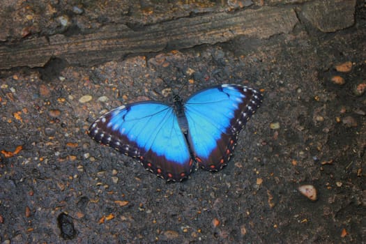 Beautiful pretty colourful blue butterfly with wings spread