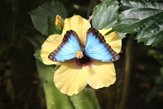 Beautiful pretty colourful blue butterfly with wings spread