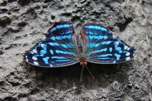 Beautiful pretty colourful blue butterfly with wings spread