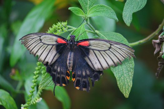 Beautiful pretty colourful butterfly with wings spread