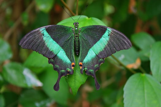 Beautiful pretty colourful butterfly with wings spread