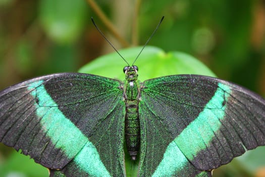 Beautiful pretty colourful butterfly with wings spread