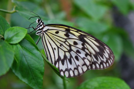 Beautiful pretty colourful butterfly with wings spread