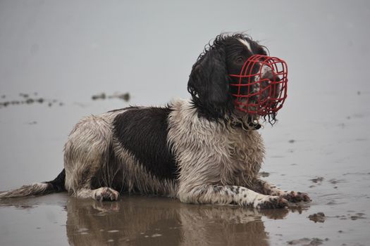 working type english springer spaniel wearing a red muzzle on a  beach