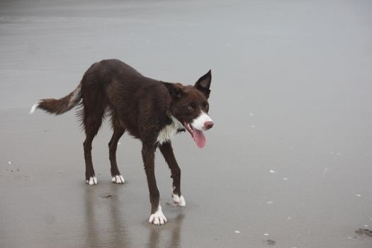 Cute red and white border collie puppy dog pet