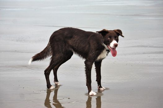 Cute red and white border collie puppy dog pet