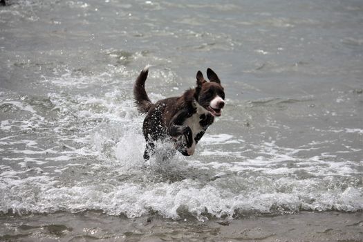 Cute red and white border collie puppy dog pet