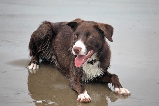 Cute red and white border collie puppy dog pet