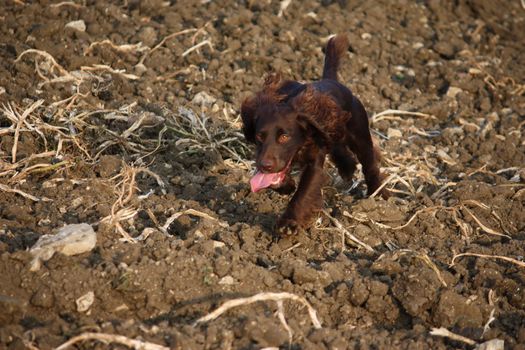 Chocolate working type cocker spaniel puppy dog pet running